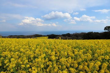 Obraz premium あわじ花さじき