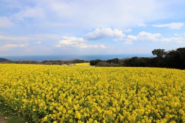 Obraz premium あわじ花さじき