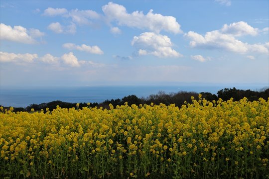 あわじ花さじき」の写真素材 | 633件の無料イラスト画像 | Adobe Stock