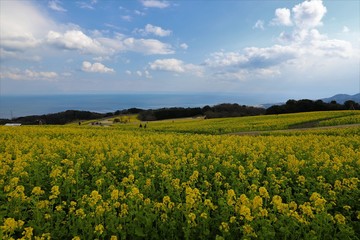 あわじ花さじき