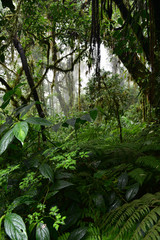 Naklejka premium Las mglisty w Monteverde