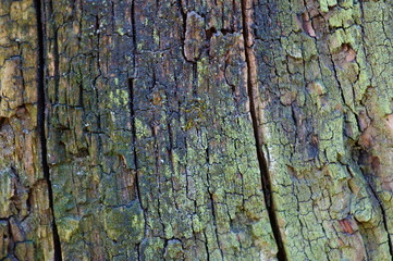 bark of a tree