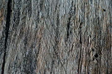 Obraz premium tree bark texture