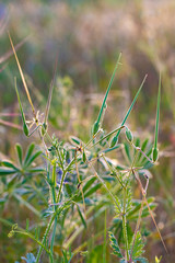  green flower at a meadow symbolizing fragility