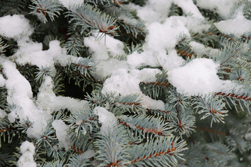 Christmas tree branches under melting snow in spring