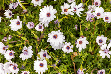 Thymophylia Tenuiloba (DC.) Flowering plants, white petals, yellow and pink stamens, red flowers,...