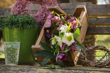 Colorful helleborus flower bouquet in a wooden box