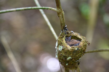 Nid de colibris