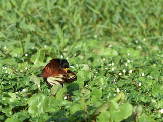 Oiseau d'eau au petit matin