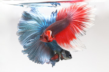 Two Betta fish siamese fighting fish,Multi color Siamese fighting fish