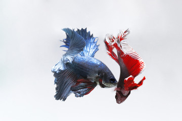 .à¹„à¸—à¸¢.two Siamese fighting fish motion isolated on white background.