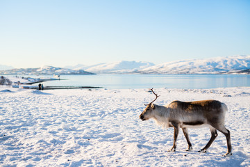 Reindeer in Northern Norway © TravelPhotoBloggers