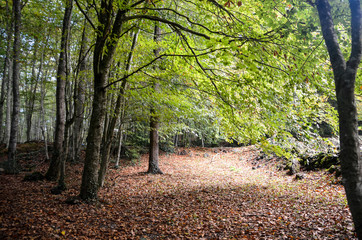  Paisaje de  bosque de hayas europeas con camino de hojas en el suelo (Fagus sylvatica)