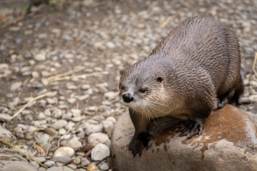 Northeast river otter