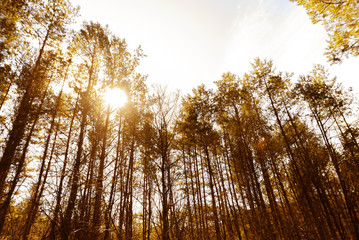 Photo of beautiful sunny day in forest during spiring time