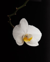 Naklejka na ściany i meble White orchid flower on branch isolated on black background