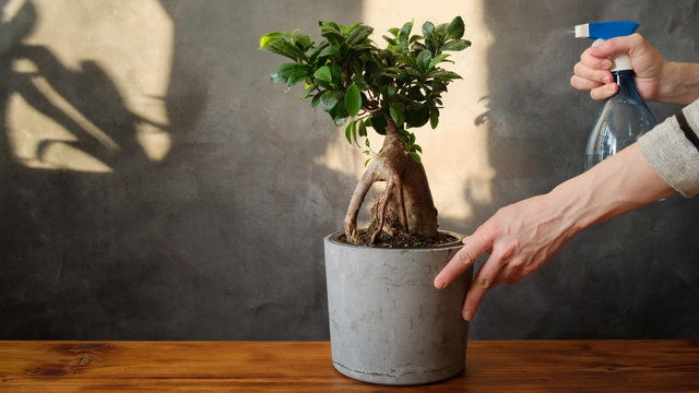 Houseplant care. Female hands spraying potted plant with water sprayer. Ficus ginseng bonsai tree.