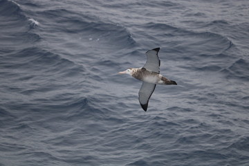 Albatross soaring over ocean