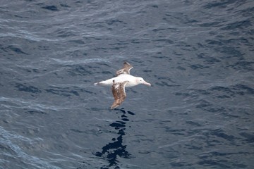 Albatross soaring over ocean