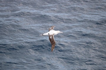 Fototapeta na wymiar Albatross soaring over ocean