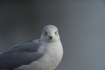 Bird, Portrait
