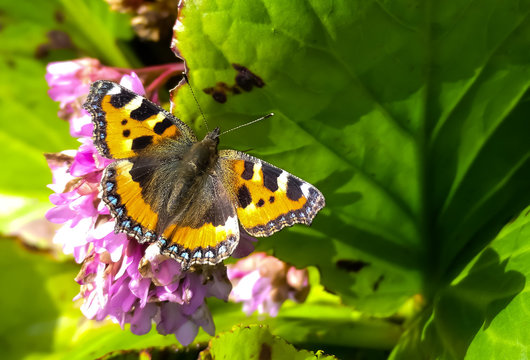 Close up of a Small Tortoiseshell butterfly (Aglais urticae) open winged, warming itself on Bergenia (Saxifragaceae) flowers in early Spring sunshine. Landscape image with space for copy. England.