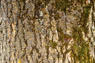 Texture shot of brown tree bark with green moss.