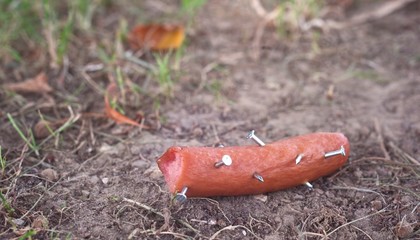 Close-up of a sausage spiked with nails lying on the meadow. Poison bait for dogs.