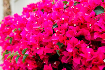 Pink Azalea Bush