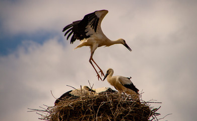  Young stork during flight exercises