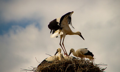 Young storks in flight training