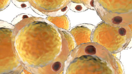 A cluster of Fat cells - 331033013