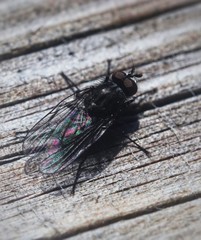 Little fly in macro mode 