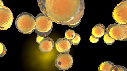 A cluster of Fat cells - 331033431