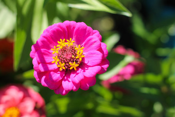Obraz premium pink zinnia, summer garden, background