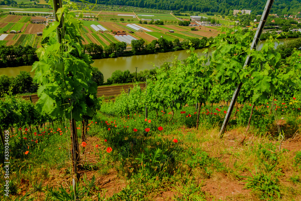 Wall mural Vineyard on hill and farmer fields in the valley. Close up bush top view.