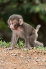 Macachi del Giappone in cattività