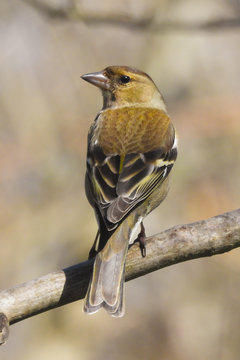 fringuello (Fringilla coelebs) ,ritratto femmina su ramo