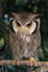 Rapace in cattività