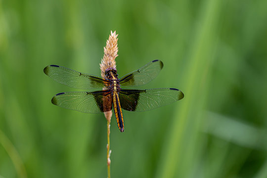 dragonfly in the park