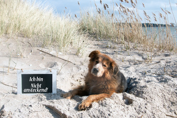 Hinweistafel Ich bin nicht ansteckend mit Hund Corona