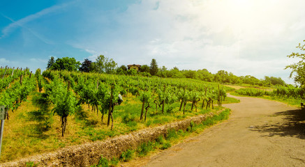 Fototapeta na wymiar Landscape of vineyard on hill with grapes bushes, road and house of farm on top. Sunny day