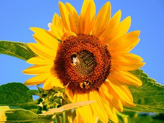 Słonecznik z pszczołami - obrazy, fototapety, plakaty