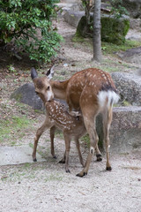 Mamma dei cervi con il cerbiatto in un parco giapponese. Taglio verticale