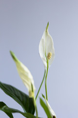 Houseplant spathiphyllum with white blossom flowers indoor