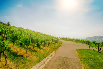 Fototapeta na wymiar Landscape of vineyard on hill with crossroad in center and grape bushes on both side in sunny day
