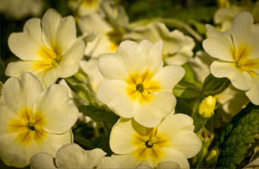 Light yellow beautiful blossoms of primroses in spring, closeup in backlight