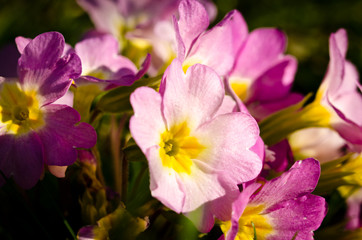 Light pink beautiful blossoms of primroses in spring, closeup in backlight