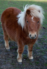 Naklejka na ściany i meble close up portrait of a small light brown Shetland pony