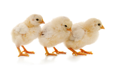 Yellow little chickens.